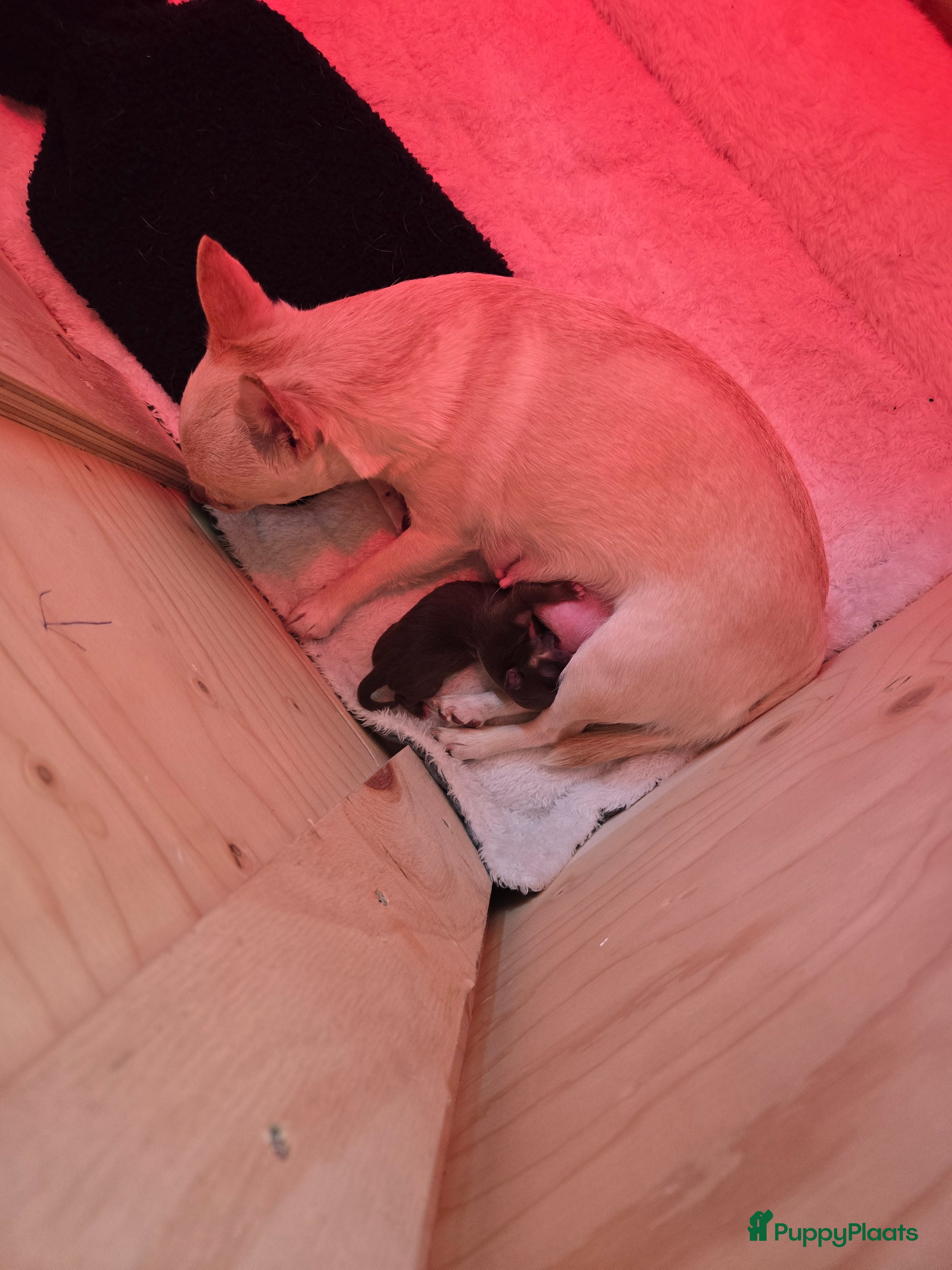 Chihuahua honden Choco tan  - Advertentie 2