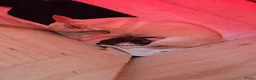 Chihuahua honden te koop: Choco tan  - Advertentie 1