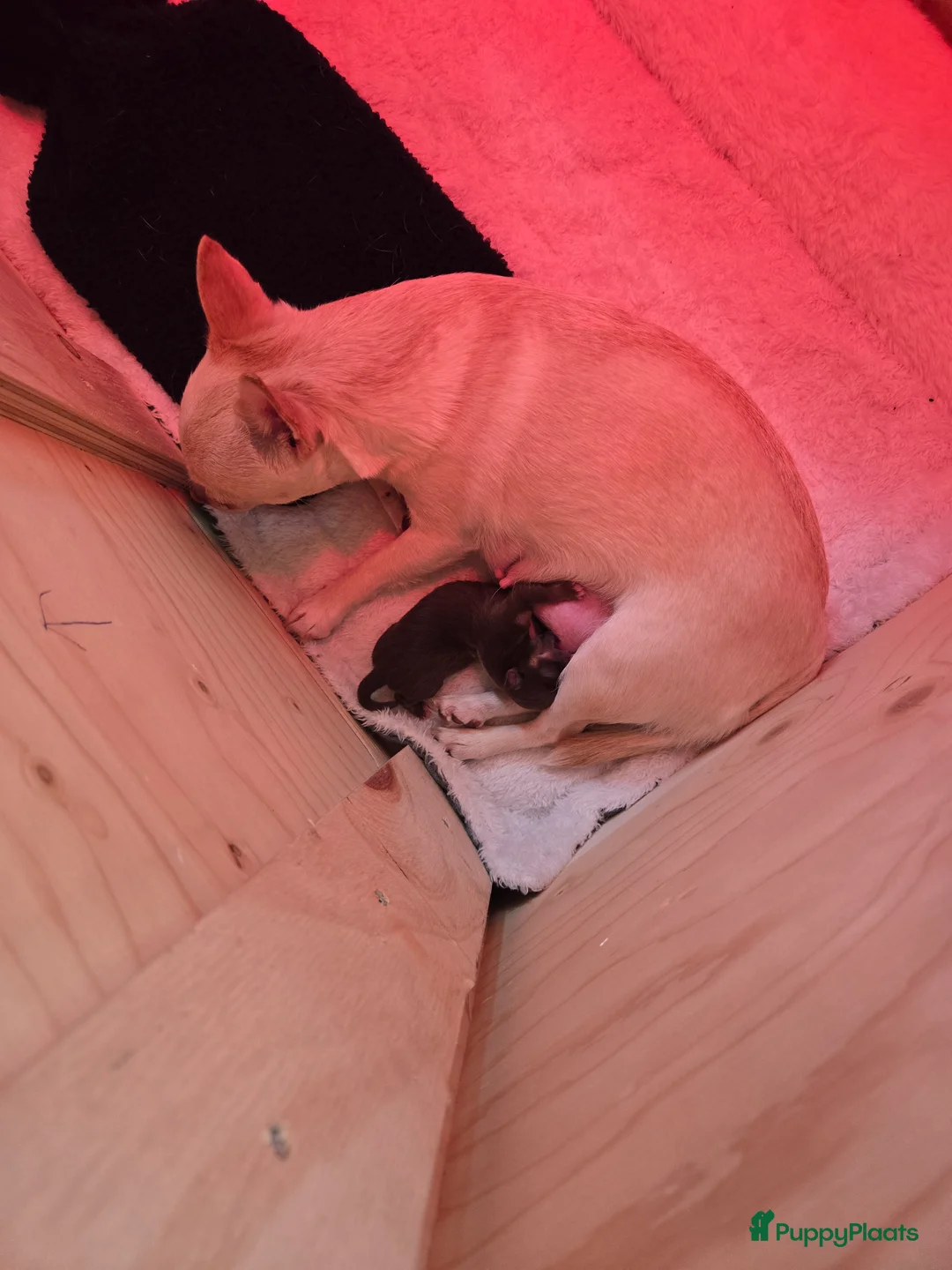 Chihuahua honden te koop: Choco tan  - Advertentie 1