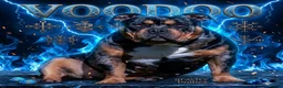 Amerikaanse Bully honden te koop: American Bully pocket pups verwacht  - Advertentie 9