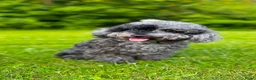 Poedel Toy honden te koop: Toypoedel Merle reu met stamboom en paspoort - Advertentie 2
