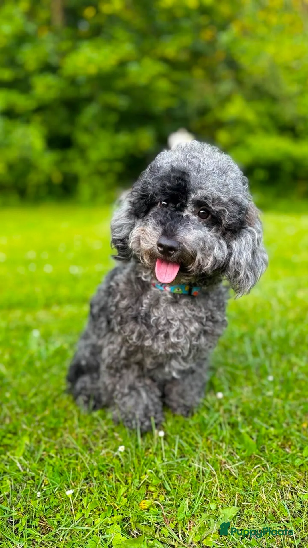 Poedel Toy honden te koop: Toypoedel Merle reu met stamboom en paspoort - Advertentie 2