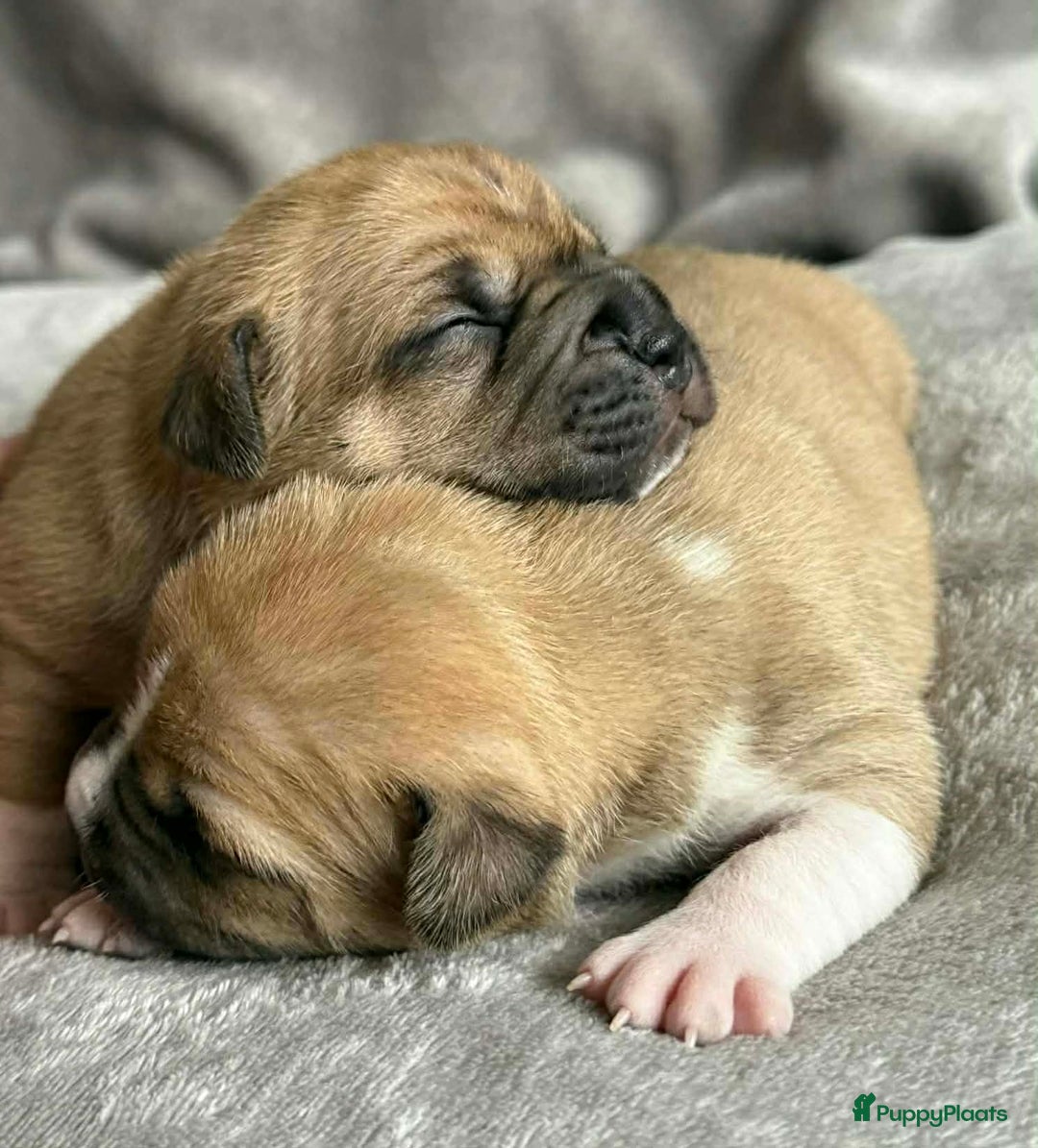 American Staffordshire Terriër honden te koop: American staffordshire terriër pups met stamboom - Advertentie 3