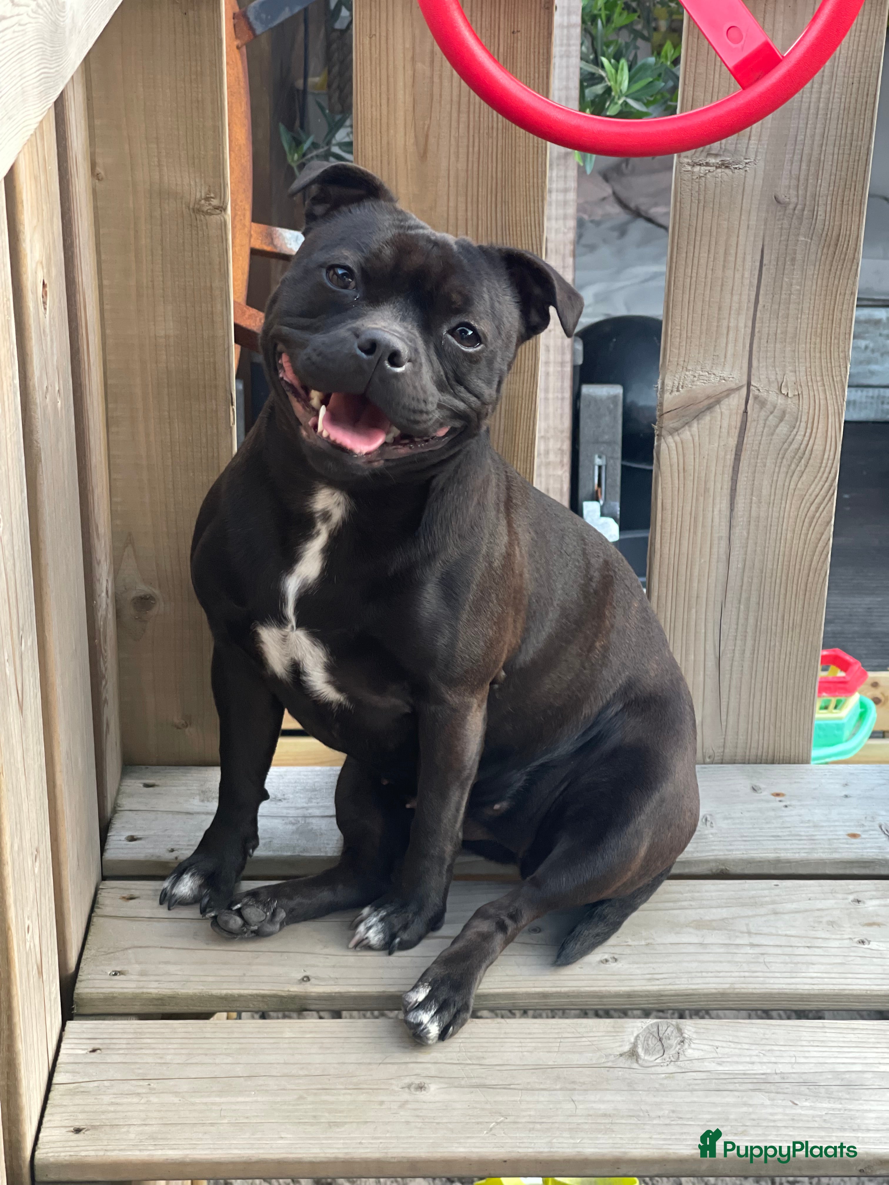 Engelse Stafford honden Staffordshire Bull Teriër  in Beverwijk - Advertentie 1