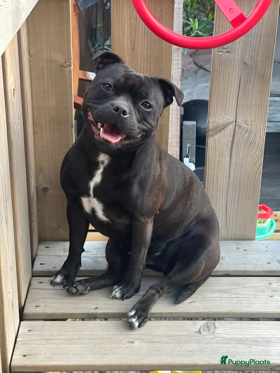 Engelse Stafford honden te koop: Staffordshire Bull Teriër  in Beverwijk - Advertentie 1