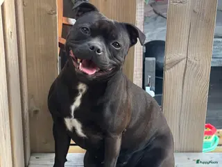 Engelse Stafford honden Staffordshire Bull Teriër in Beverwijk - Advertentie 3