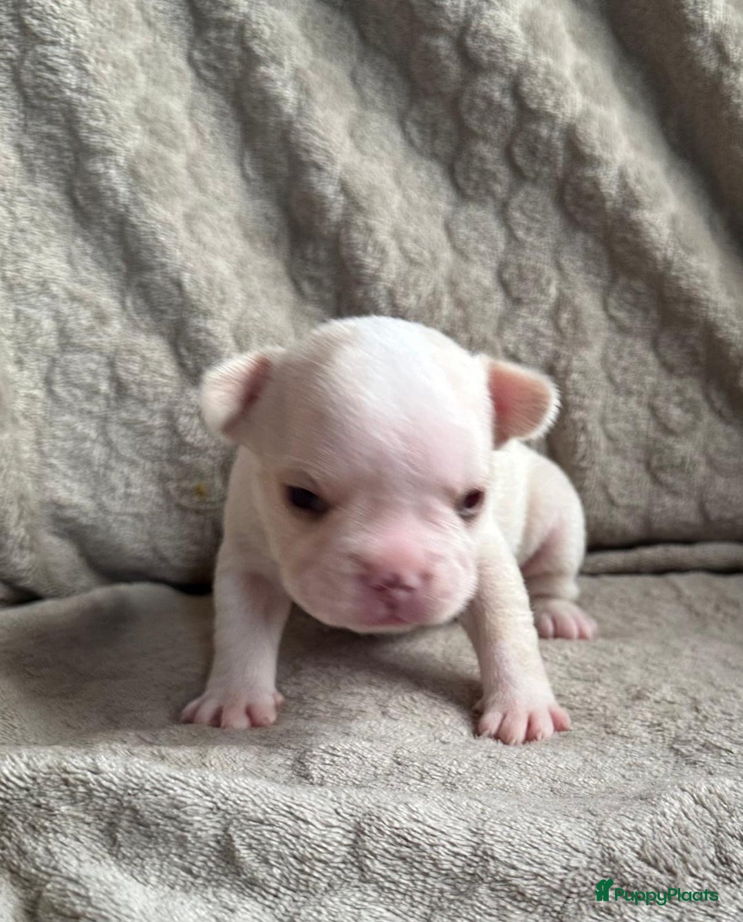 Franse Bulldog honden te koop: Franse Bulldog pups - Advertentie 10