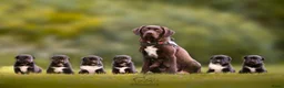 Kruising honden te koop: Huskador pupjes (labrador x Husky) - Advertentie 1