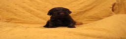 Barbet honden te koop: Barbet puppy’s geboren - Advertentie 18