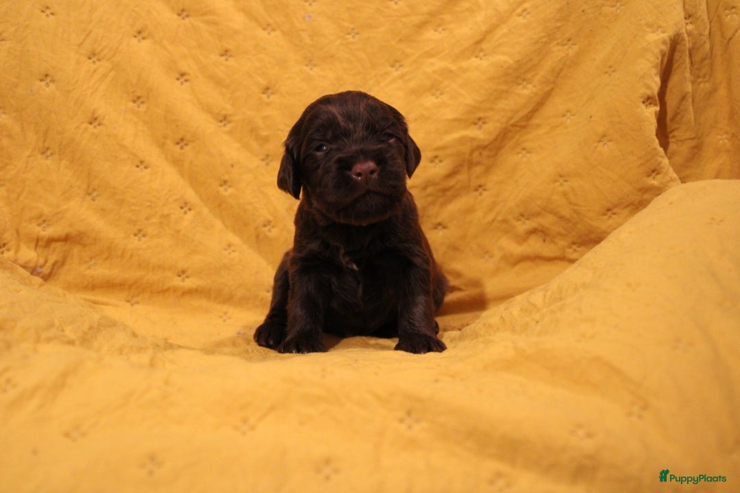 Barbet honden te koop: Barbet puppy’s geboren - Advertentie 18