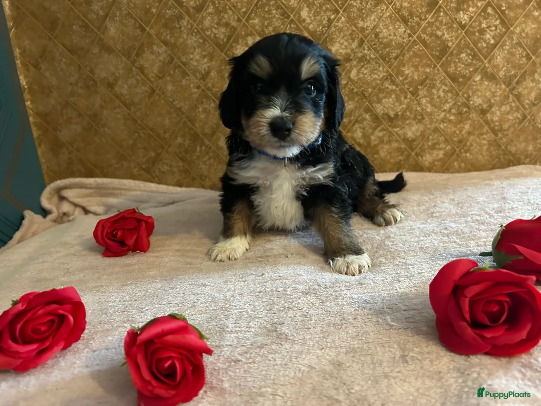 Kruising honden te koop: 2 lieve puppy’s  - Advertentie 13