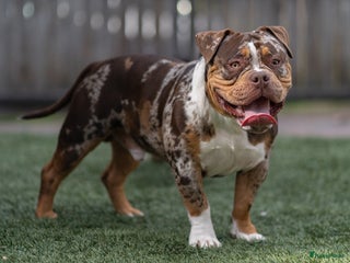 Amerikaanse Bully honden American Bully choco Merle tricolor Dekreu - Advertentie 23
