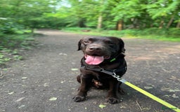 Labrador Retriever honden ter adoptie: Our Beloved Chocolate Lab Needs a New Home ❤️‍🩹🐶 - Afbeelding 4