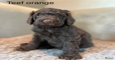 Labradoodle honden Labradoodle pups - Advertentie 4