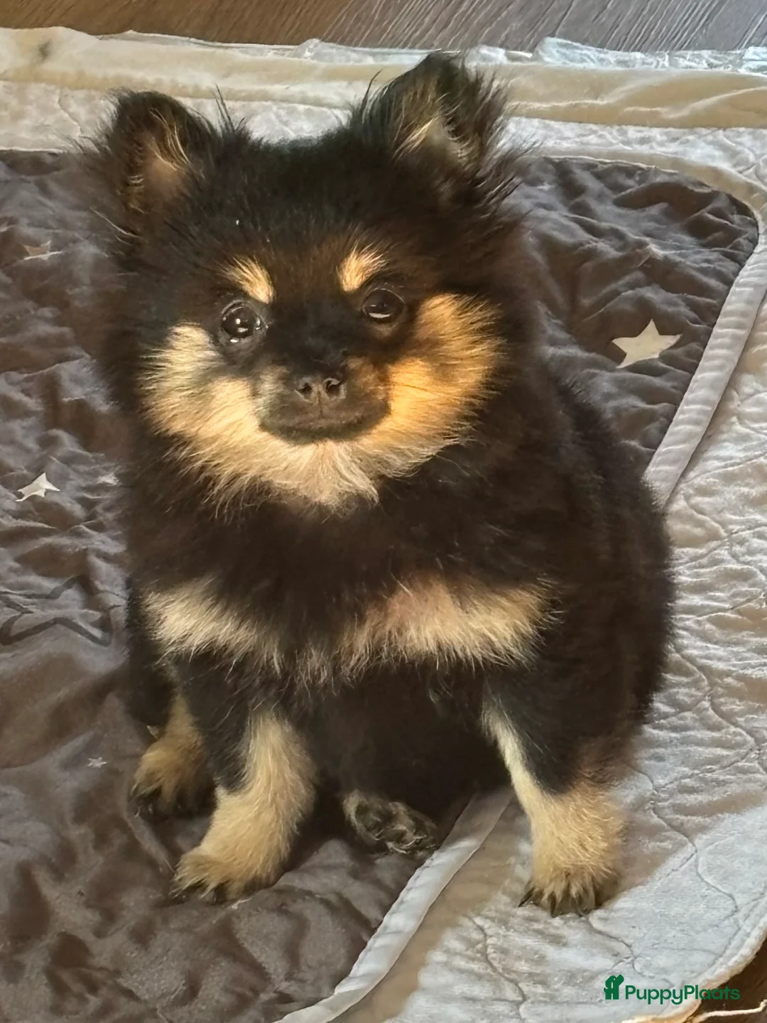 Kruising honden te koop: Schattig puppy zoekt een gouden mandje - Advertentie 6