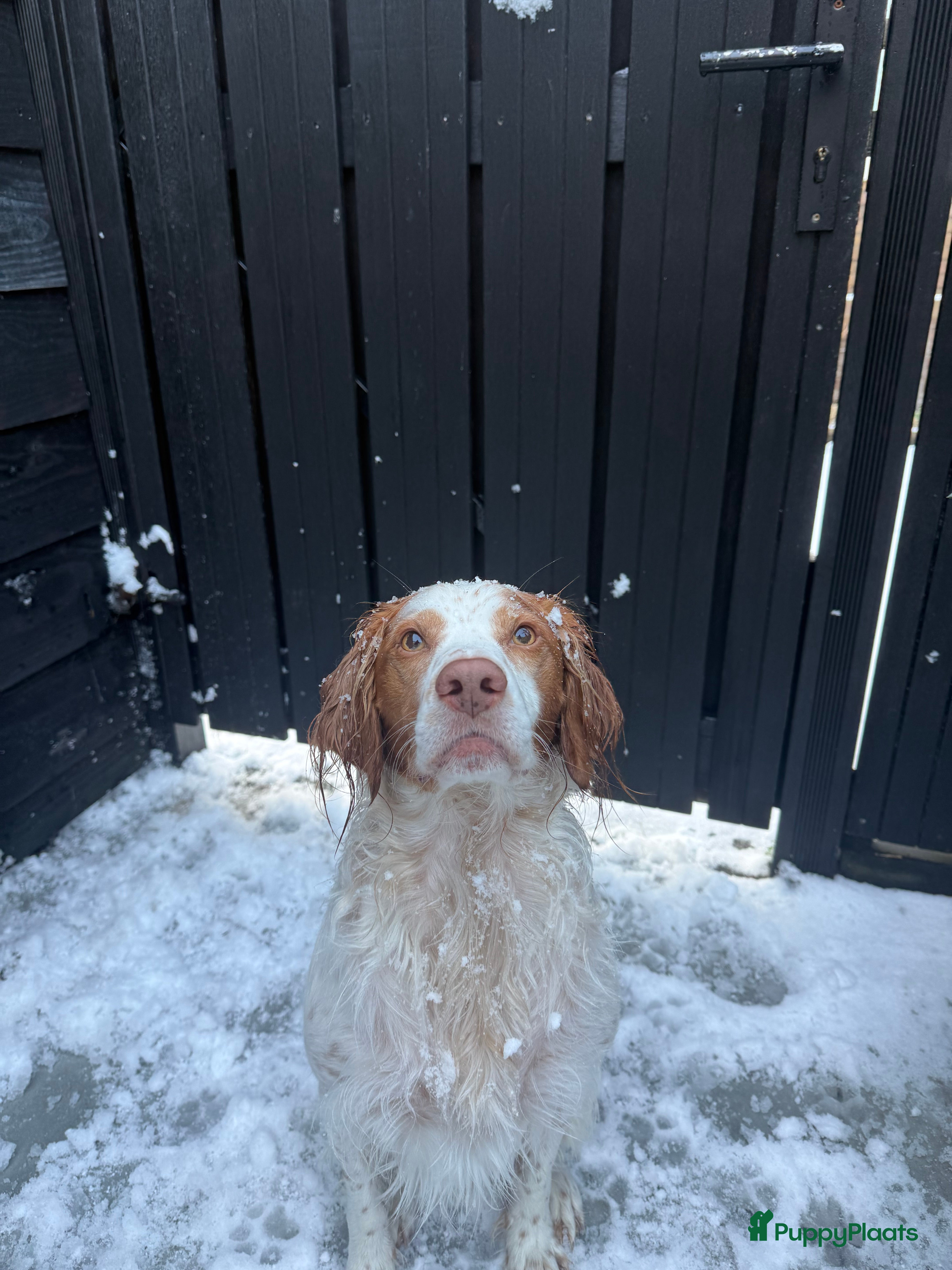 Kruising honden Mooie spaniel-achtige reu beschikbaar voor dekking - Advertentie 1