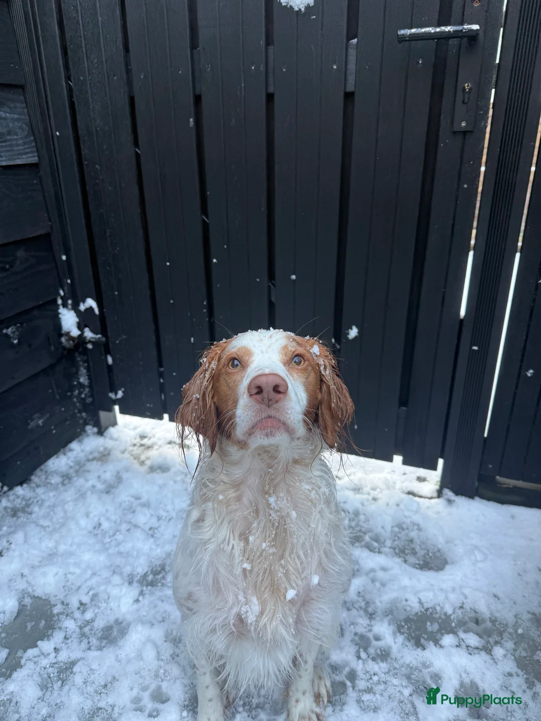 Kruising honden ter dekking: Mooie spaniel-achtige reu beschikbaar voor dekking - Advertentie 1