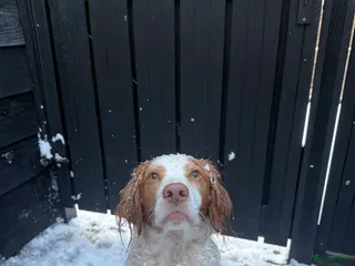 Kruising honden Mooie spaniel-achtige reu beschikbaar voor dekking - Advertentie 1