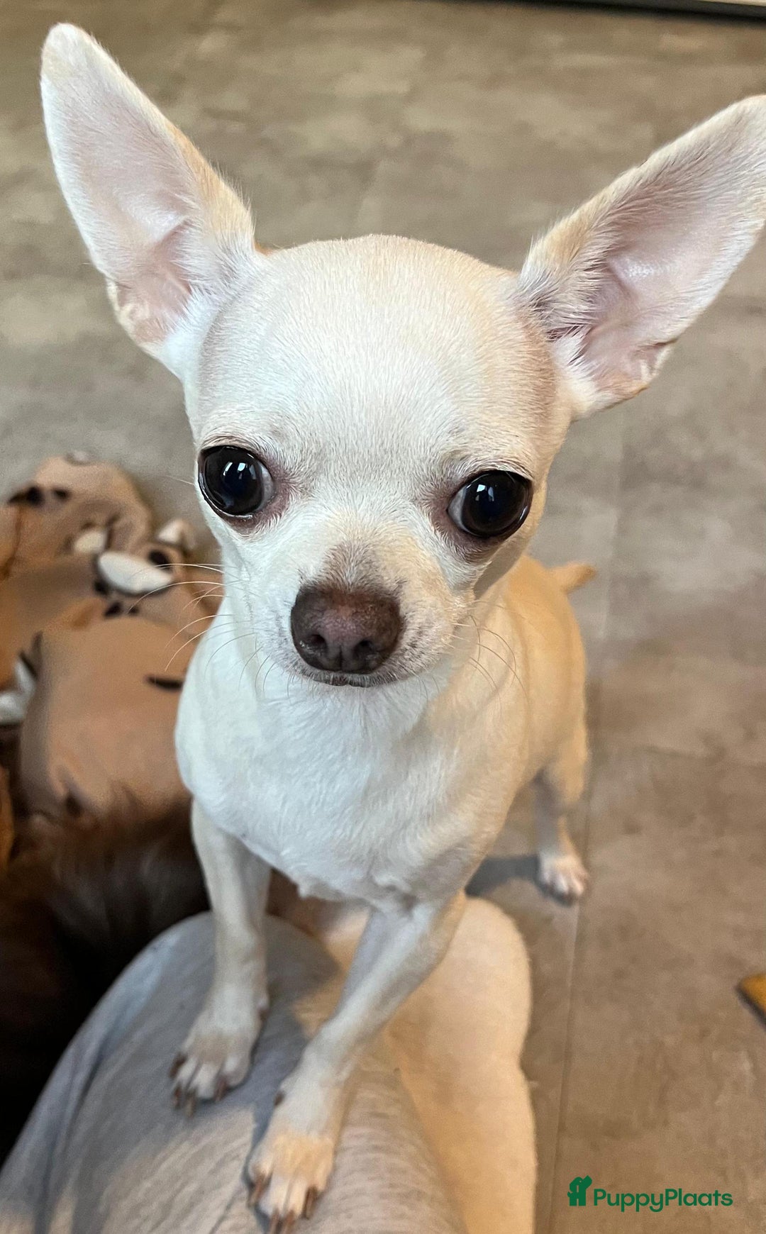 Chihuahua honden ter adoptie: kleine Snowy waar mag zijn mandje komen te staan  - Advertentie 2