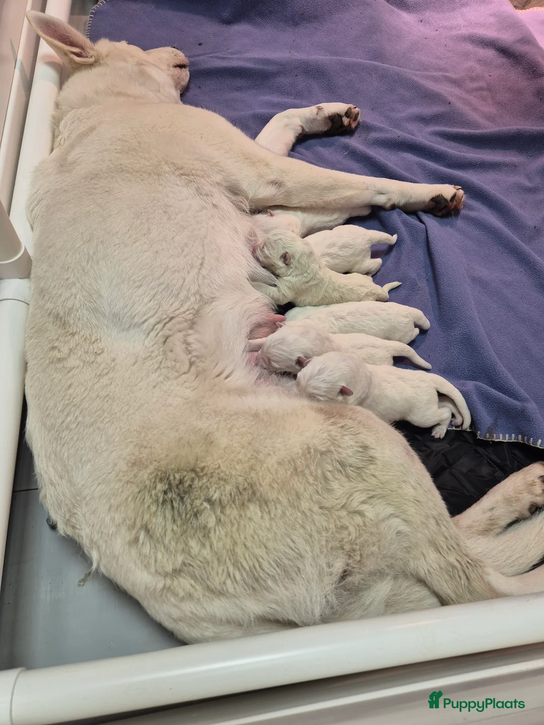 Duitse Herder honden te koop: Prachtige mooie witte Duitse Herder pups - Advertentie 2