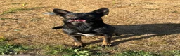 Mechelse Herder honden te koop: Mechelse Herders.Reu en Teef .. 3 jaar - Advertentie 7