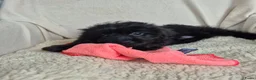Kruising honden te koop: Prachtige leergierige boompoo's  - Advertentie 16