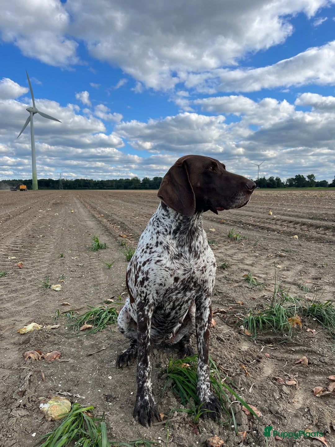 Duitse Staande Hond Korthaar honden te koop: Duitse staande korthaar  - Afbeelding 2
