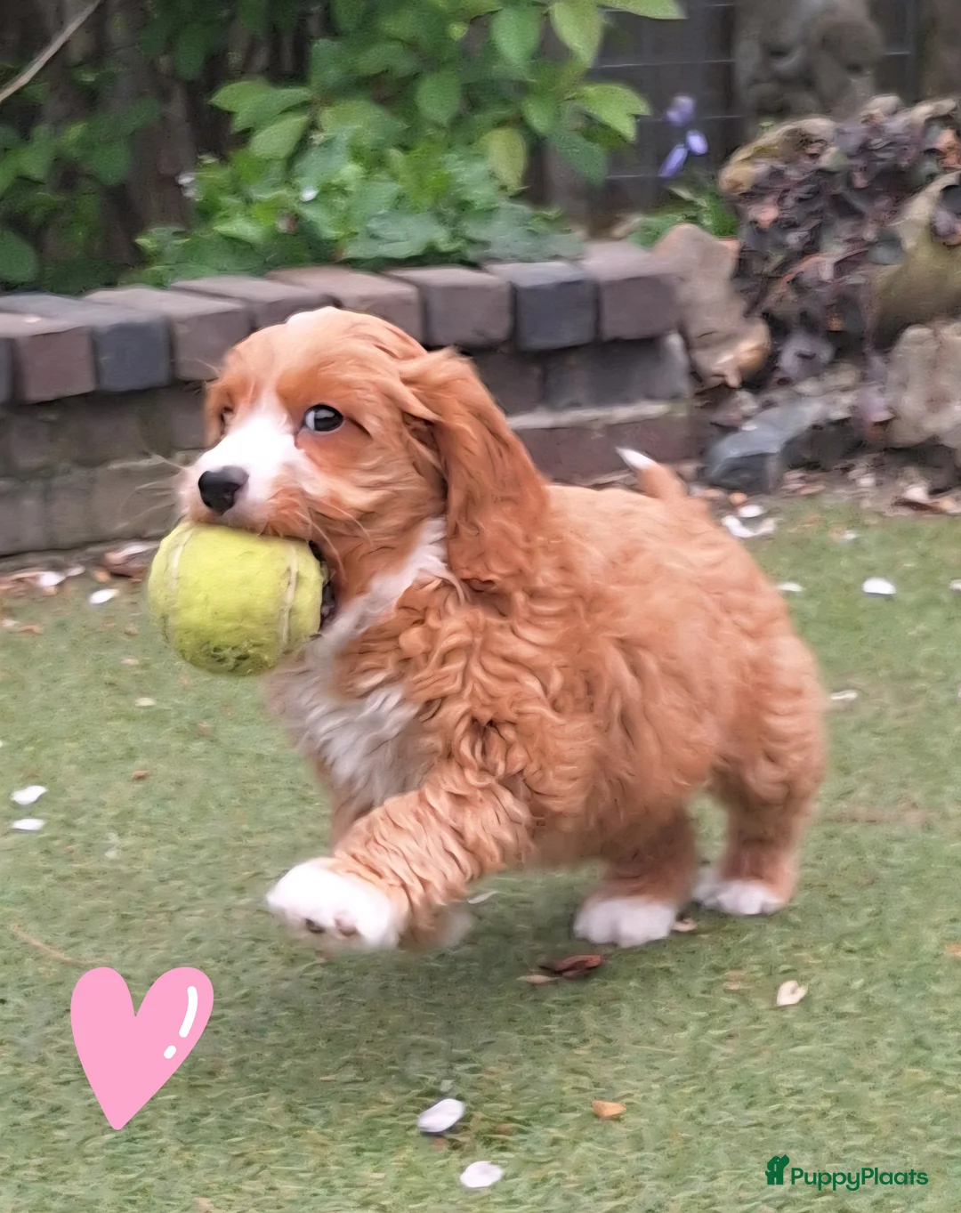 Kruising honden te koop: Prachtige Mine Doodle Puppy's  - Advertentie 2