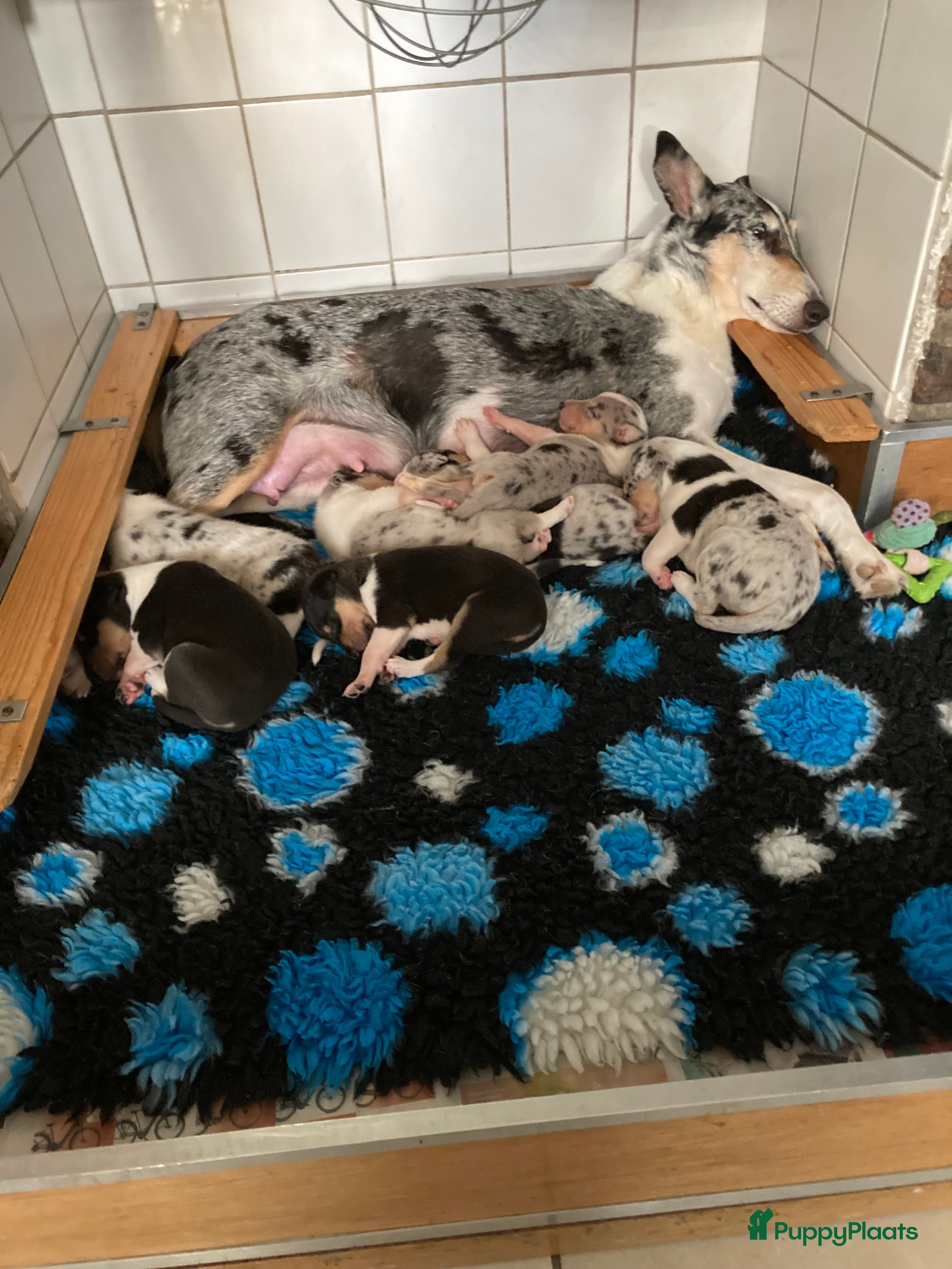 Schotse Herdershond korthaar honden Schotse Herdershond Korthaar pups met stamboom FCI - Advertentie 2