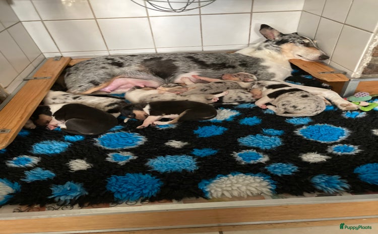 Schotse Herdershond korthaar honden - Advertentie 4