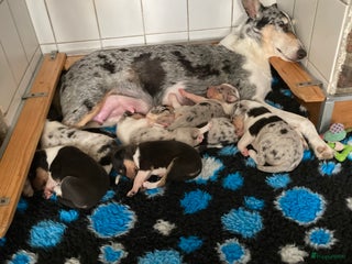 Schotse Herdershond korthaar honden Schotse Herdershond Korthaar pups met stamboom FCI - Advertentie 5