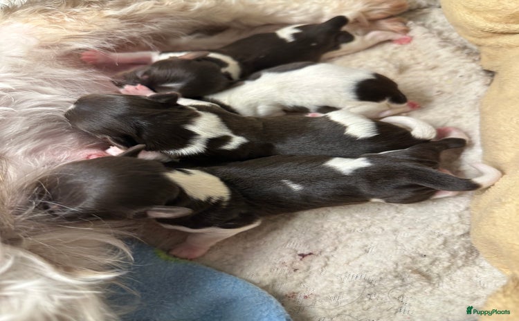 Yorkshire Terriër honden - Advertentie 2