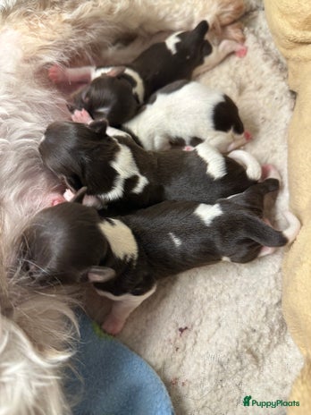 Yorkshire Terriër honden - Advertentie 2