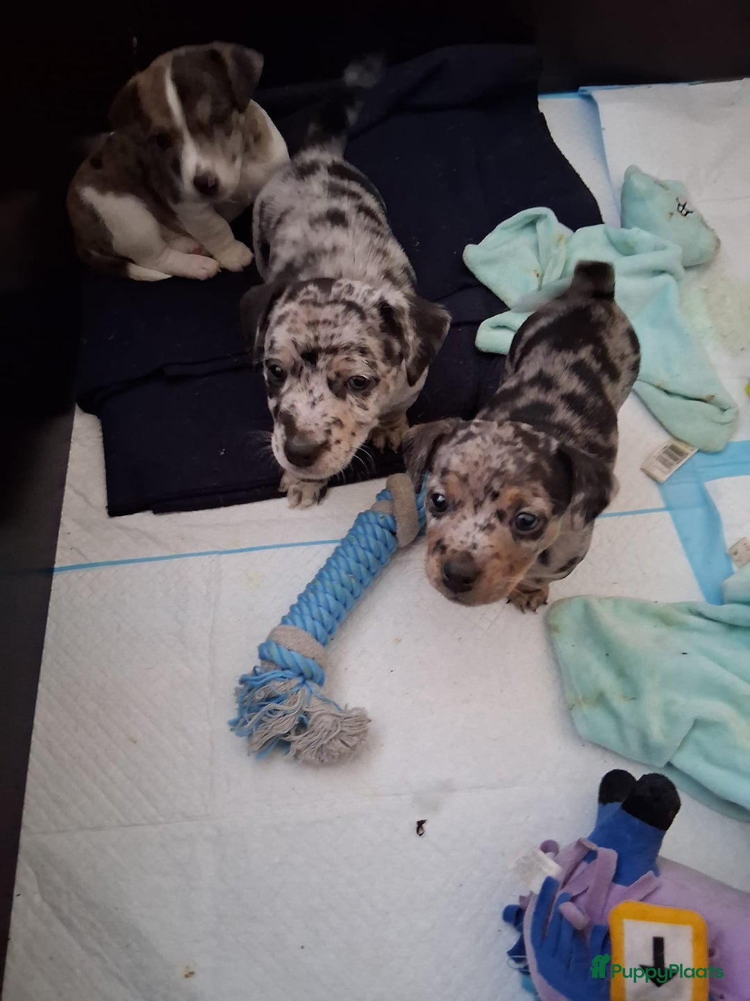 Jack Russel Terriër honden te koop: Merle Jackrussel te koop - Advertentie 7