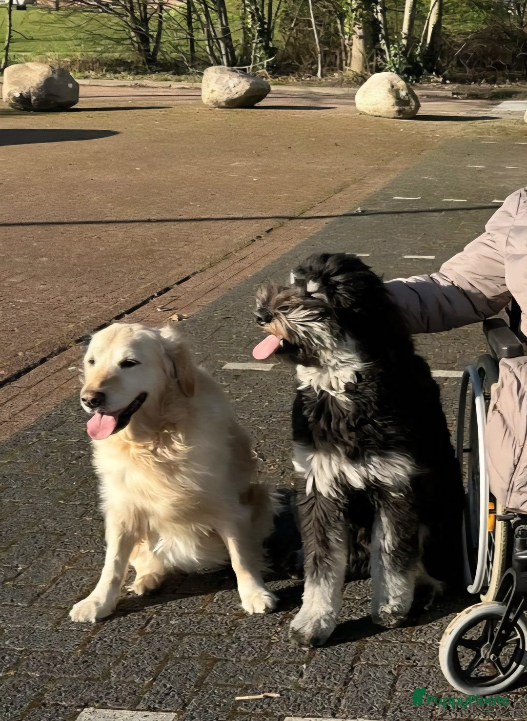 Bernedoodle honden te koop: Bernedoodles multigen - Afbeelding 20