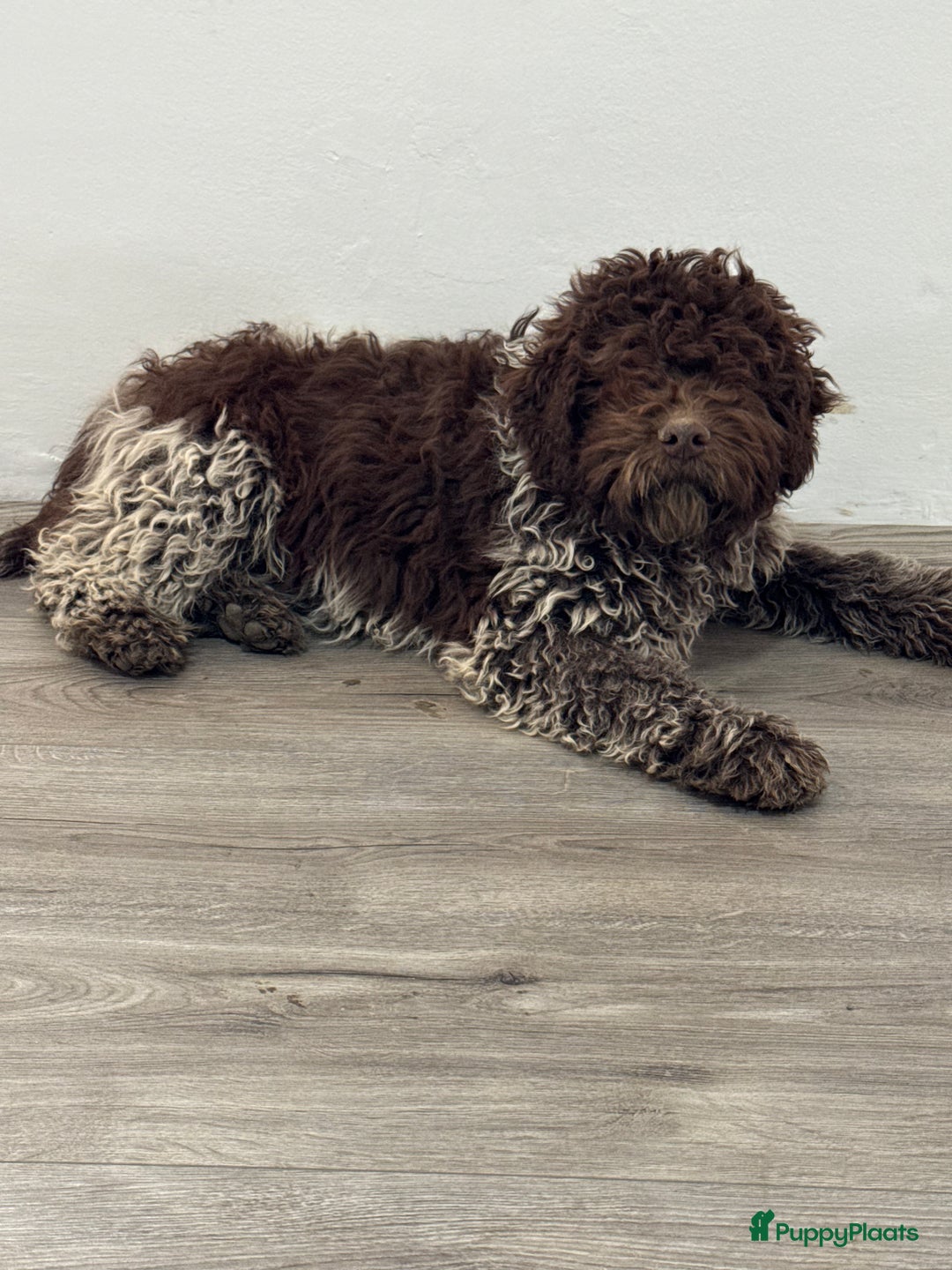 Lagotto Romagnolo honden te koop: Lagotto romagnolo nest - Advertentie 4