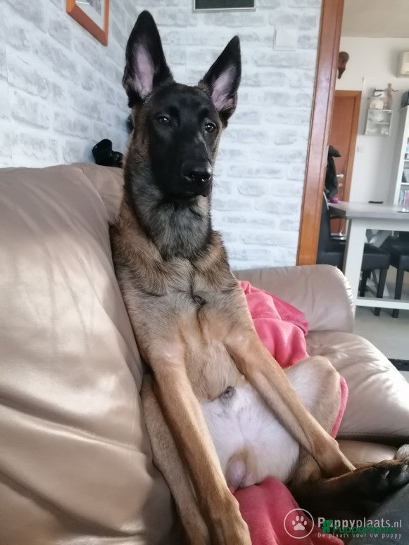 Mechelse Herder honden Mechelse herder dekreu in Eindhoven - Advertentie 2