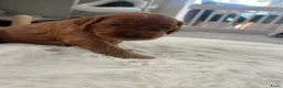 Australian Labradoodle honden te koop: Australian Labradoodle puppies - Advertentie 6