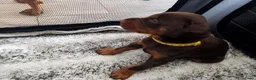 Dobermann honden te koop: 3 Dobermann pups  zoeken  een goud mandje  - Advertentie 11