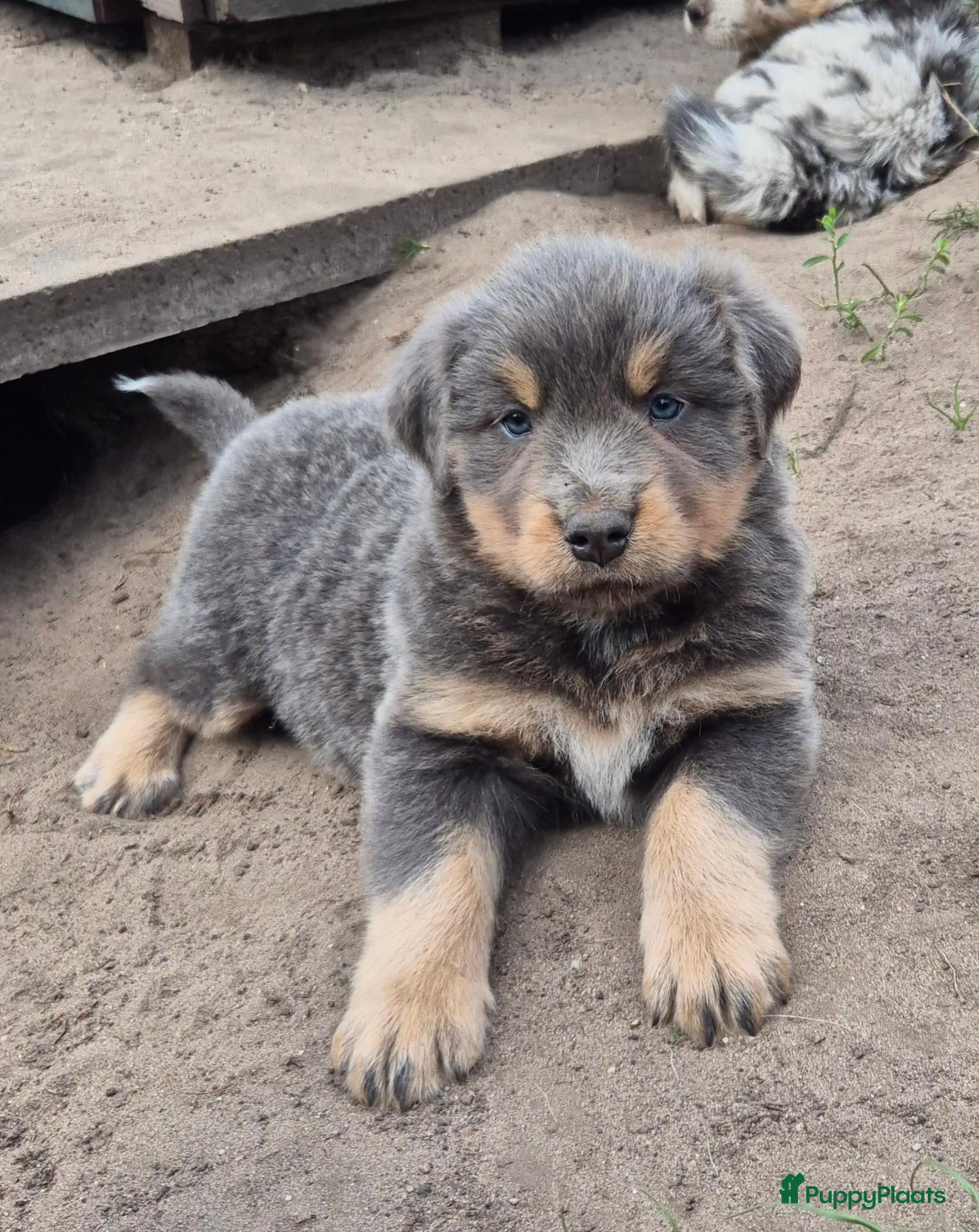 Kruising honden Australian shepherd x berner sennen (1/4) pups - Advertentie 18