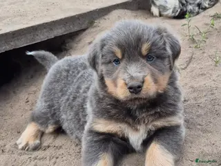 Kruising honden Australian shepherd x berner sennen (1/4) pups - Advertentie 18