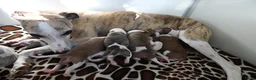 Whippet honden te koop: Whippetpupjes - Advertentie 14