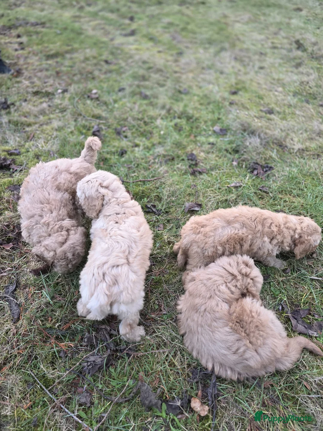 Labradoodle honden te koop: Labradoodle pups - Advertentie 8