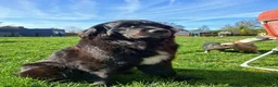 Kruising honden te koop: Pup Newfoundlander x Leonberger reutje - Advertentie 18