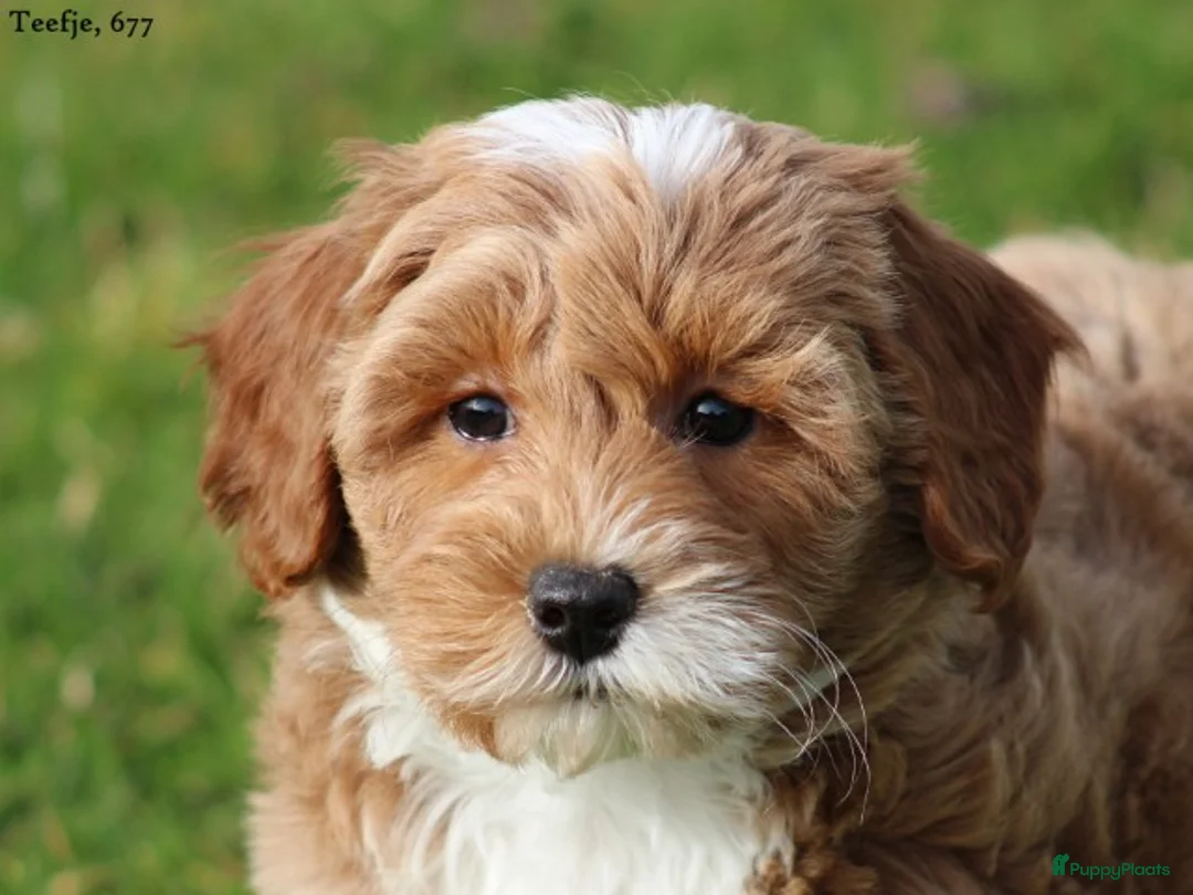 Maltipoo honden te koop: Knappe Maltipoo pups. - Advertentie 28
