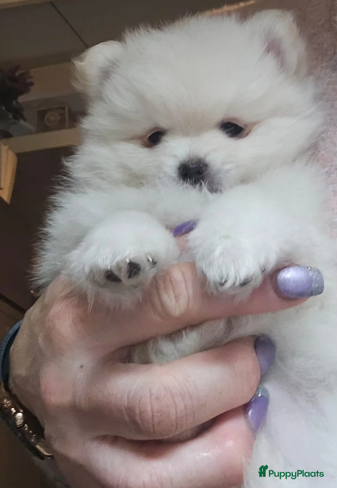 Pomchi honden te koop: SUPERSCHATTIGE POMCHIBEERTJES❤️2 REUTJES 1 TEEFJE  - Advertentie 3