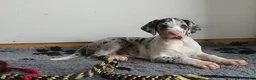 Duitse Dog honden te koop: Duitse Doggen pups in Koewacht - Advertentie 3