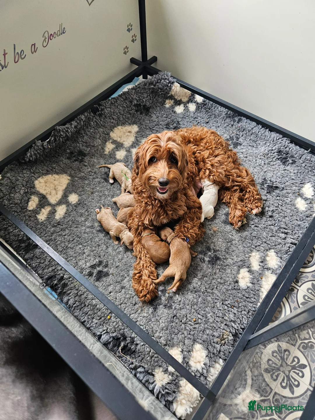 Australian Labradoodle honden te koop: Australian Labradoodle pups met Wala stamboom  - Advertentie 2