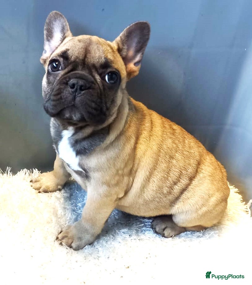 Franse Bulldog honden Franse Bulldog Pup Teefje - Advertentie 1