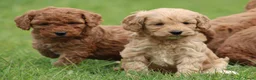 Cockapoo honden te koop: Knappe Cockapoo pups. - Advertentie 25